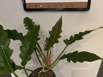 Philodendrons And Monsteras
