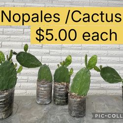 Nopales / Cactus / Nopalitos for sale in San Benito area by San Jose ranch rd