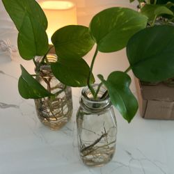 Propagated Pothos Plants