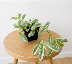 Tradescantia Albovittata Pistachio White