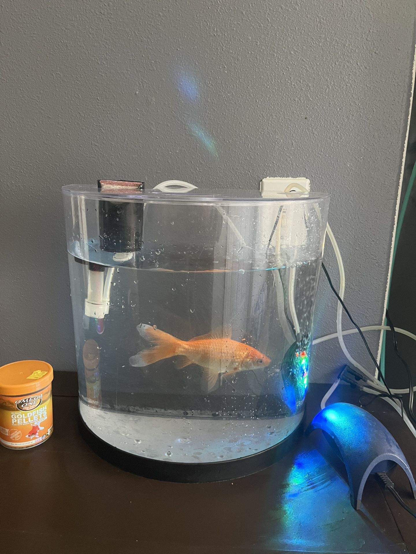 Fish Tank And Fish