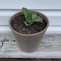 3” Mother Of Thousands Aka Devils Backbone