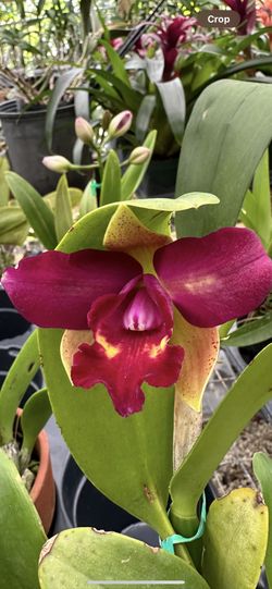 Cattleya Orchid 