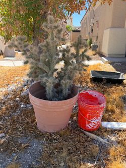Teddy bear cactus with pot