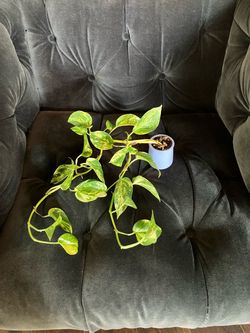 Golden Pothos Live Plant in Small Blue La Fermière Jar pot
