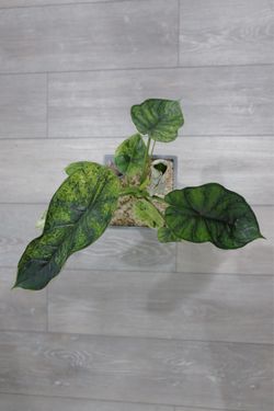Alocasia Dragon Scale Mint Variegated