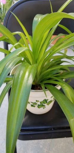 Spider Plant Care (Chlorophytum Comosum