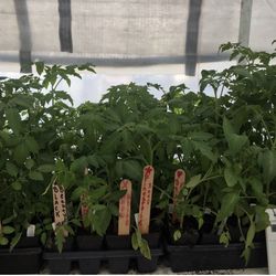 ORGANIC TOMATO PLANTS grown here by a Master Gardener to PRODUCE HERE..