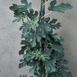 Higuera / Fig Tree