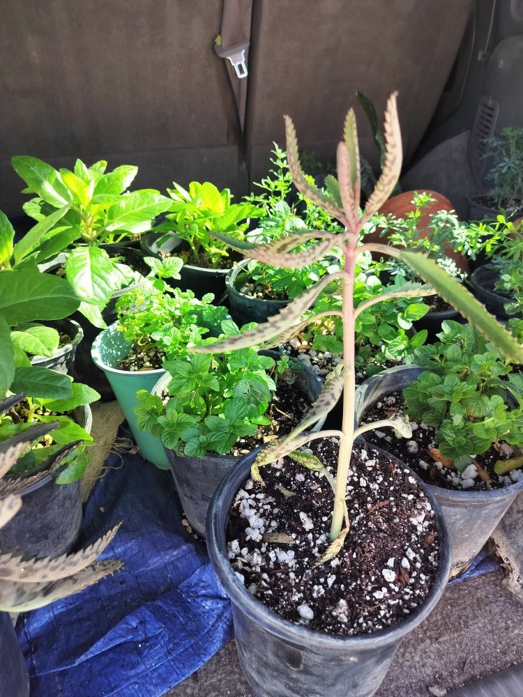 Plantas Aromáticas$5 Y Más Diferentes Precios