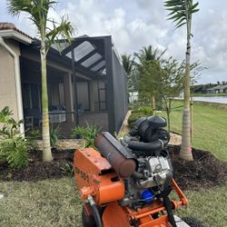 Palm Trees 