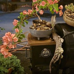 Bonsai Tree 