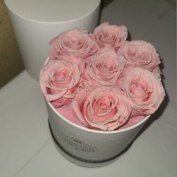 Forever Roses  (Perfect For Valentines Day 💝) 