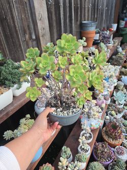 Succulents