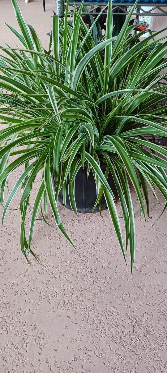 Fresh 3 Gallon Spider Plants- East Orlando.