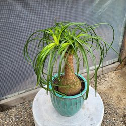 Ponytail Plant 6" Ceramic Pot 