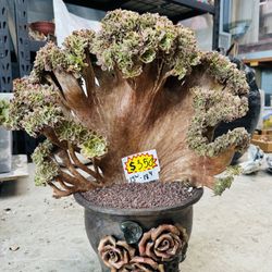 Aeonium Golden Loki Crest Imported