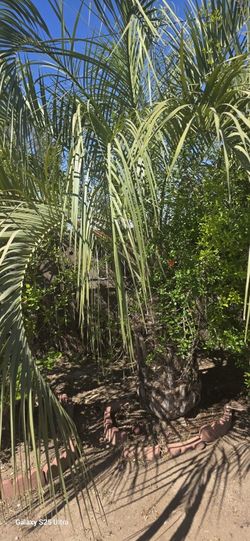 Palm Tress