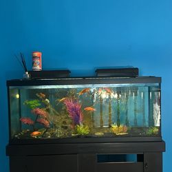 Fish Tank 