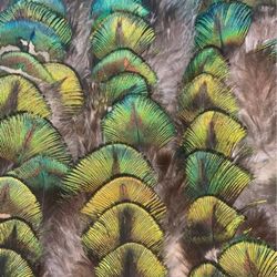 Small peacock feather lot