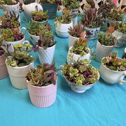 Succulent Arrangements Priced Separately 