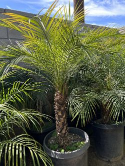 Pygmy Date Palm