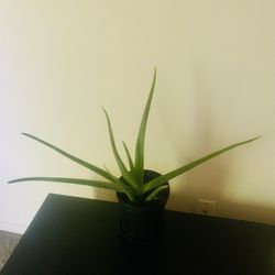 Aloe Vera Plant $13