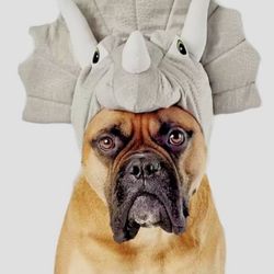 Pet Costume Xl