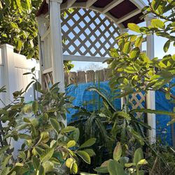 Garden Arch , Arbor Arch , Garden Decor 