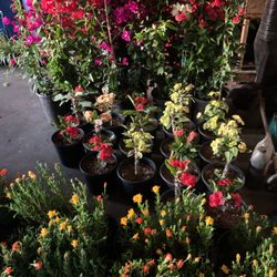 Corona Crystal Bougainvillea Ice plants