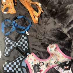 Pet Harnesses And Collars 