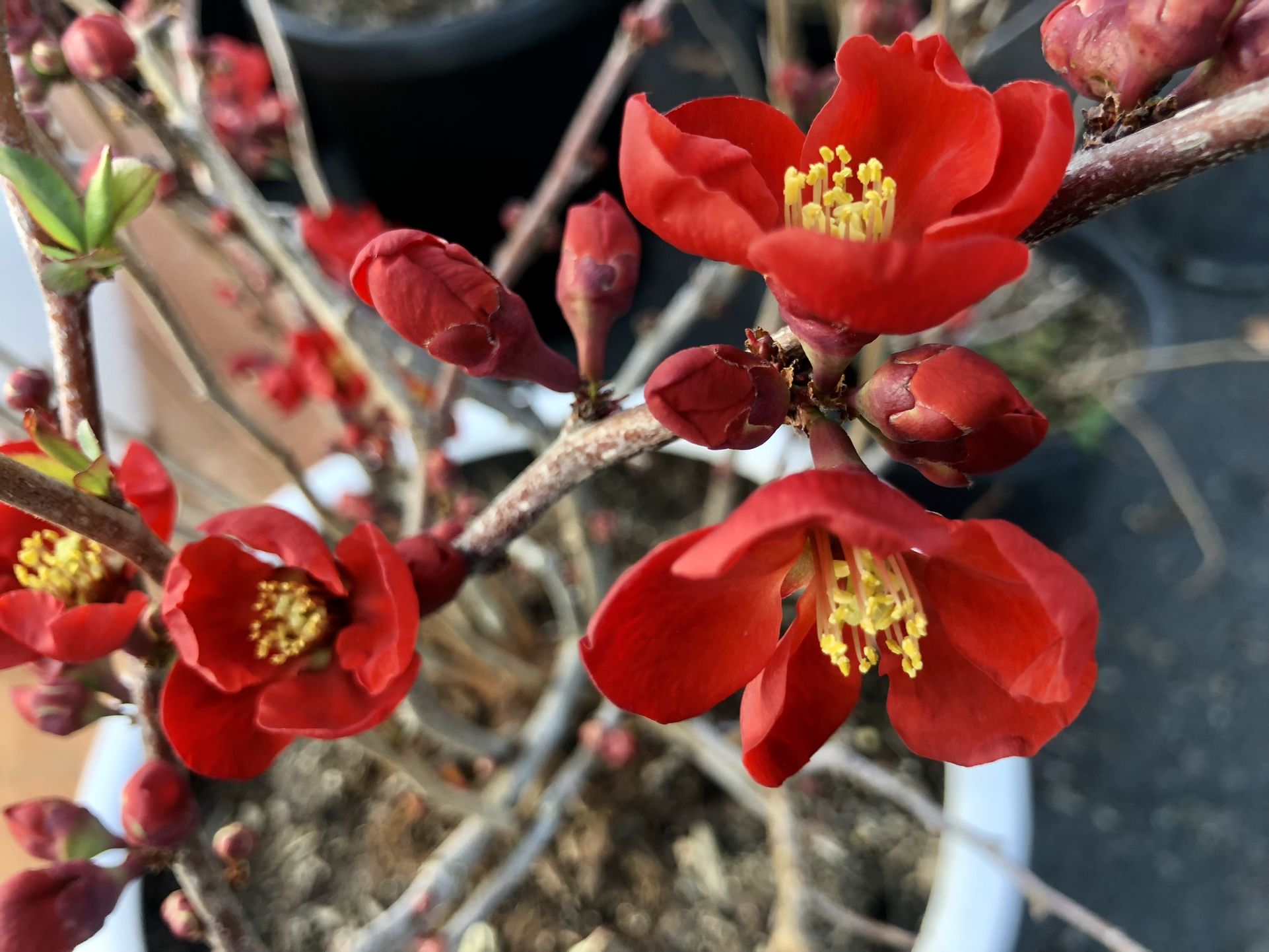 Hoa Dao Nhat Do Bonsai Quince Red Big 7 Gallons Pot