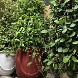 Hoya Rare Pubicalyx Wax Plant