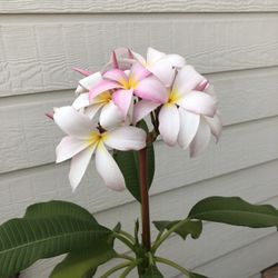 Plumeria plants