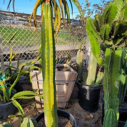 San Pedro Cactus