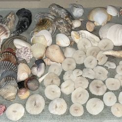 Shells