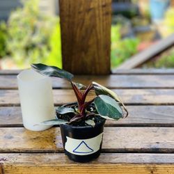 Live indoor Philodendron Pink Princess plant in a plastic nursery pot—firm price