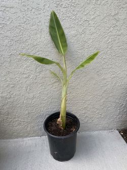 Dwarf Namwa Banana
