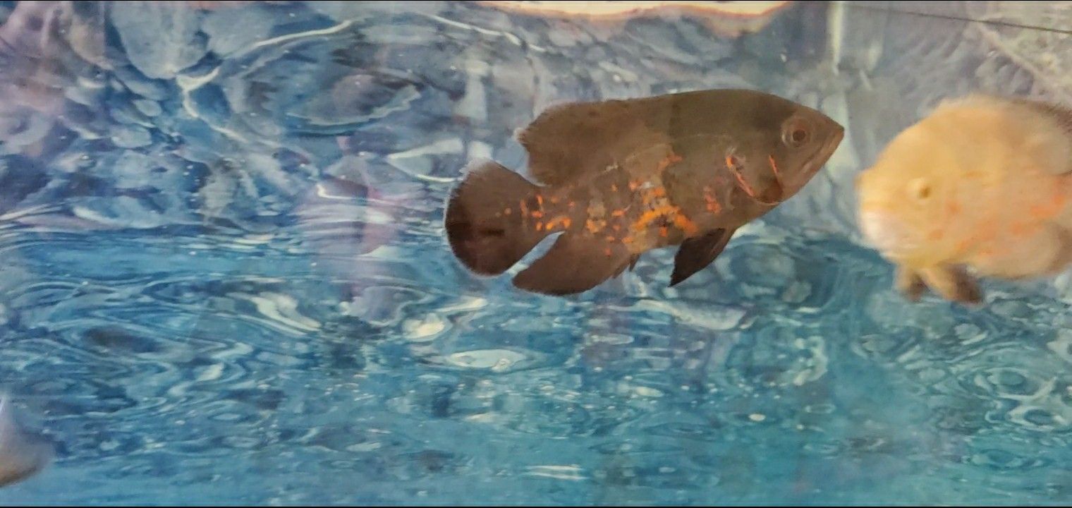 Tank Fish Aquarium Acuario Cichlid Oscar Frontosa