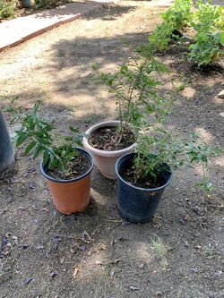 Platas de Pomegranate. $5 por cada uno.