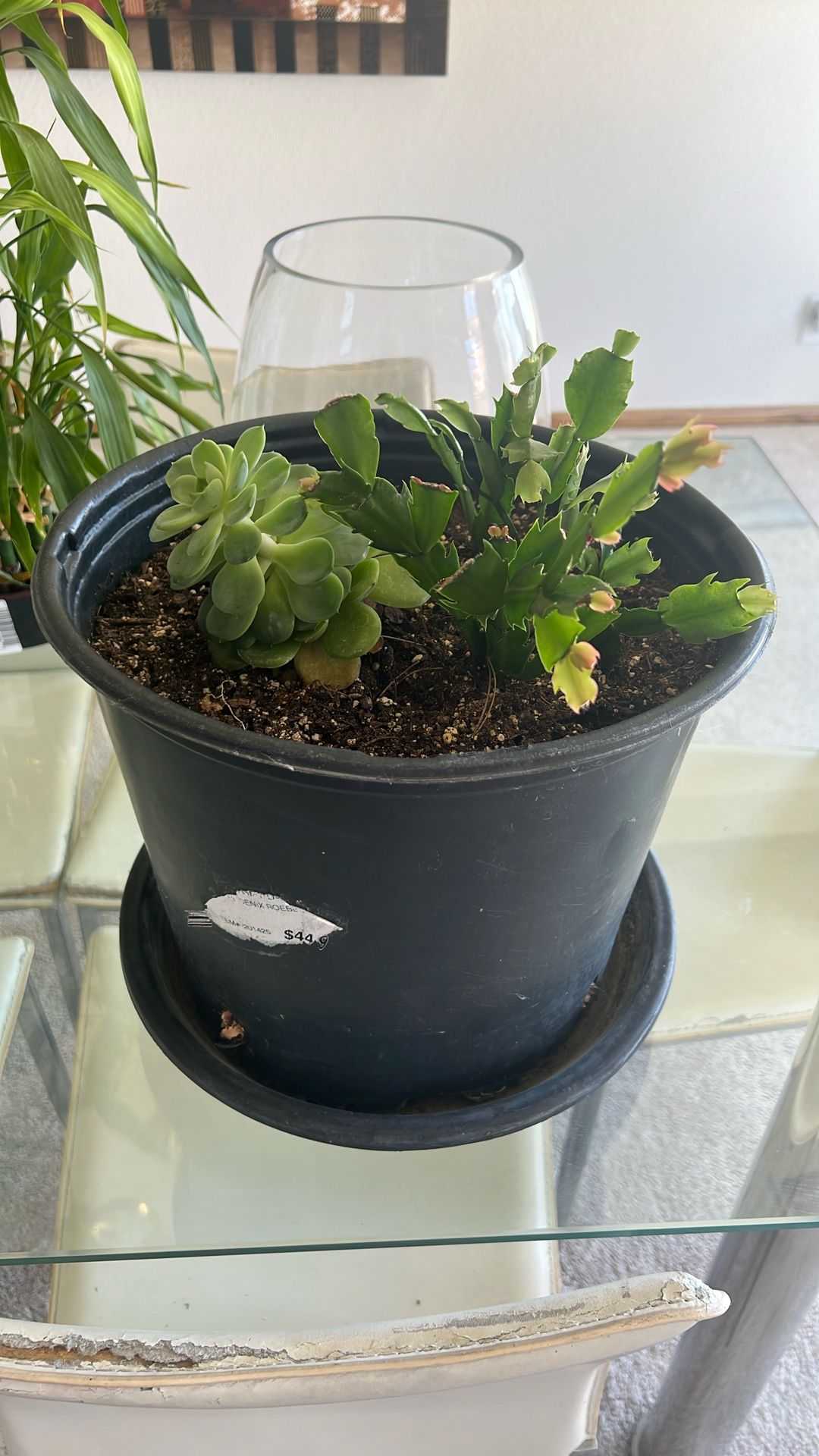 Succulent For Sale