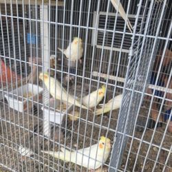 Bird Cage For Cockatiel 