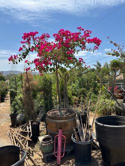 Bougainvillea tree in Wine barrel