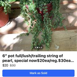 6” pot full/lush/trailing string of pearl, special now$20ea/reg.$30ea 95820 Price Firm