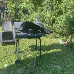 Free Male Cat to good home