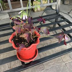 Oxalis Triangularies Purple Plant In Red Ceramic Decorative 
