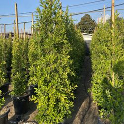 Ficus Nitida Privacy Hedge