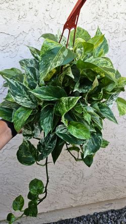 6" Pothos 'Marble Queen' PENDING