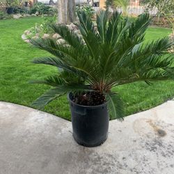 15 Gallon Segal Palms 70$ Each