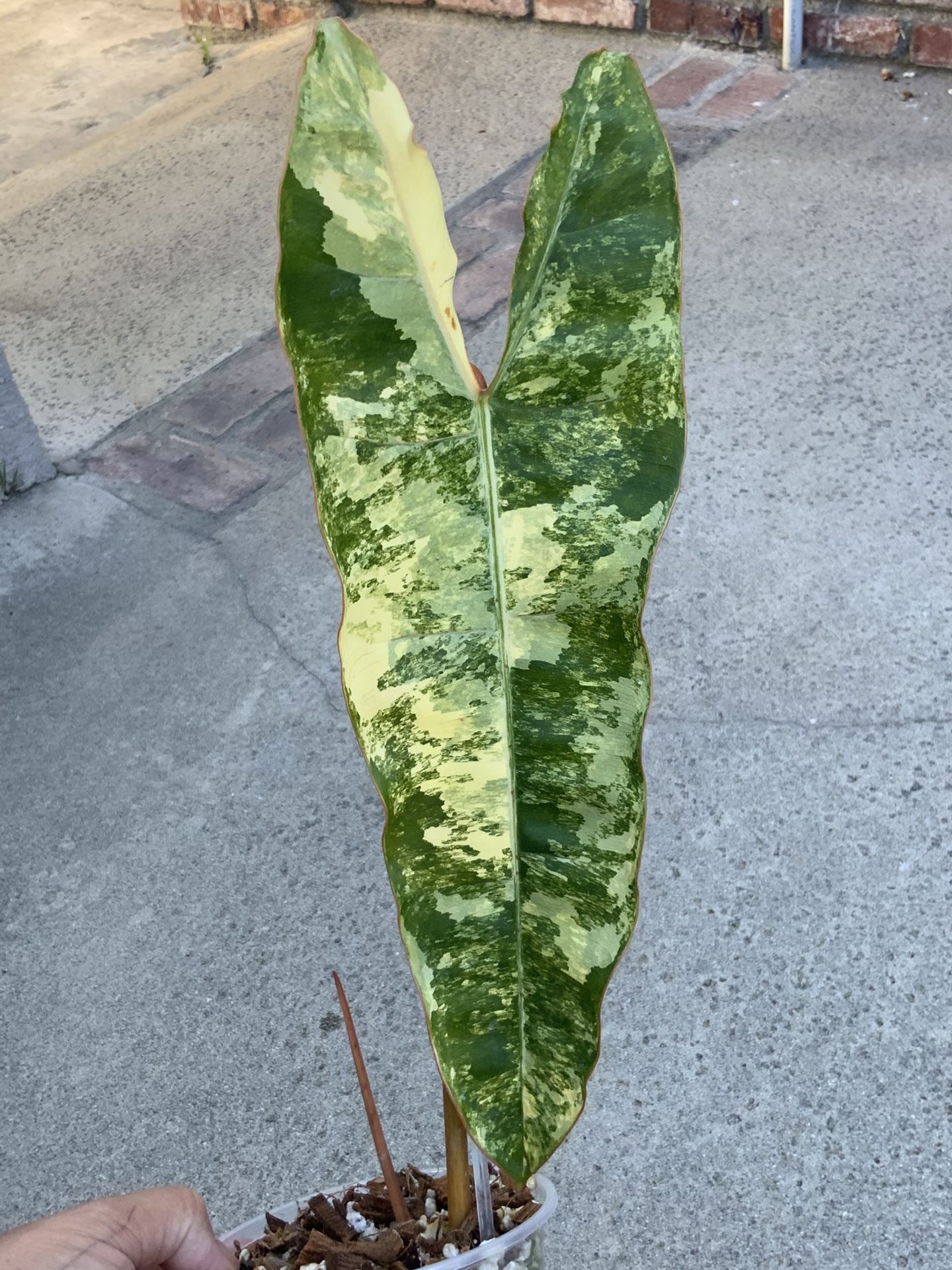 Philodendron Billietiae Variegated Top Cut Rooted